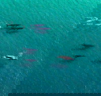 40-45 Minute Port Stephens and Stockton Beach Helicopter Flight - For 2 - Foster Accommodation