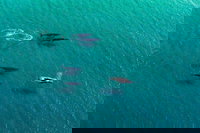 40-45 Minute Port Stephens and Stockton Beach Helicopter Flight - For 2, Newcastle