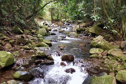 Springbrook Full Day Tour - Foster Accommodation 0