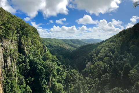 Springbrook Full Day Tour - Foster Accommodation 1