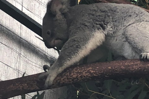 Perth Hills - Wildlife, Art & Gastronomy - Foster Accommodation 3
