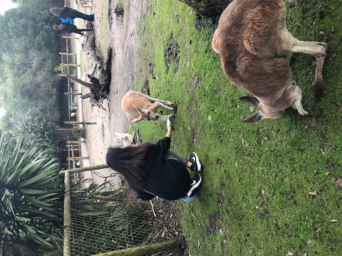 Perth Hills - Wildlife, Art & Gastronomy - Foster Accommodation 4
