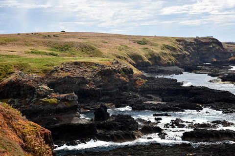 Full-Day Private Australian Wildlife Tour Of Phillip Island - Foster Accommodation 4
