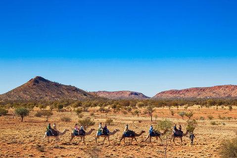 Alice Springs Camel Tour - Foster Accommodation 0