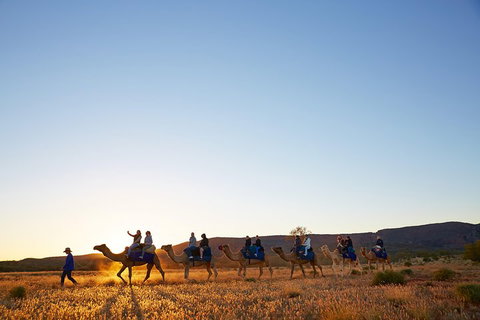 Alice Springs Camel Tour - Foster Accommodation 1