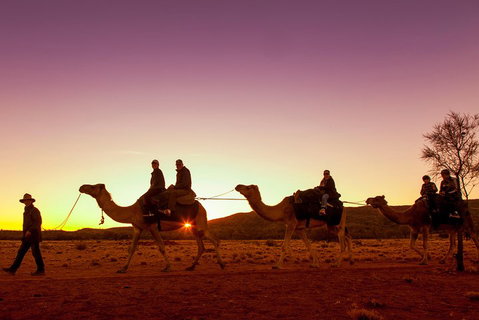 Alice Springs Camel Tour - Foster Accommodation 4