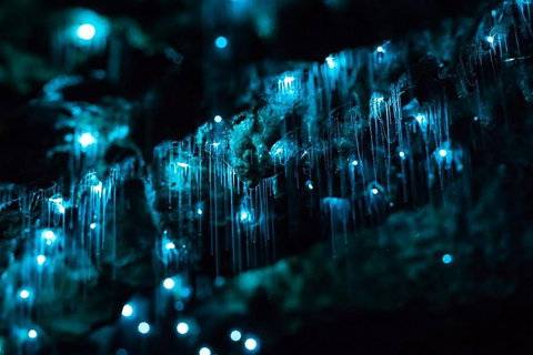 Hinterland Magic & Glow-worm Experience - Foster Accommodation 1