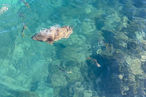 Aquascene Magnetic Island Discovery Tour - Foster Accommodation 1