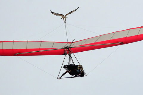 Hang Gliding With HangglideOz - Foster Accommodation 0