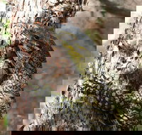 Byron Bay Combo Minyon Falls and Hinterland Day Trip and Learn to Surf at Byron Bay - Foster Accommodation