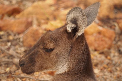 Australian Animals, Seascape And Sunset Photography Tour - Foster Accommodation 0