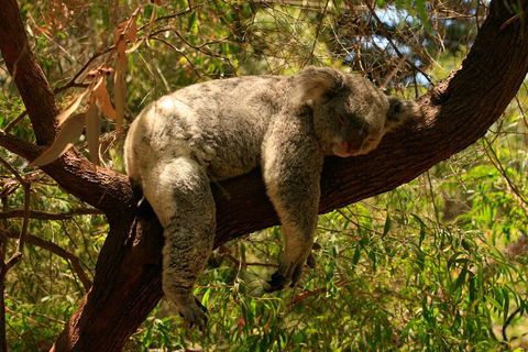 Australian Animals, Seascape And Sunset Photography Tour - Foster Accommodation 1