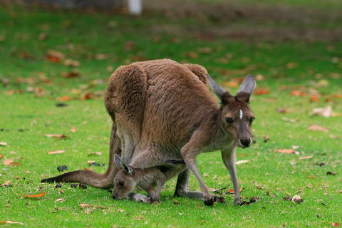 Australian Animals, Seascape And Sunset Photography Tour - Foster Accommodation 2