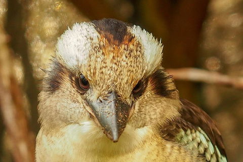 Australian Animals, Seascape And Sunset Photography Tour - Foster Accommodation 3