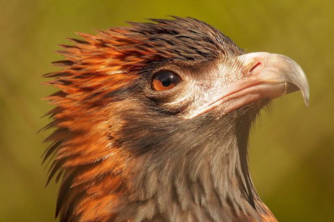 Australian Animals, Seascape And Sunset Photography Tour - Foster Accommodation 4