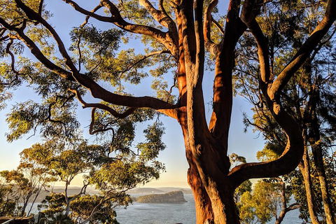 Manly & Sydney's Northern Beaches With 'Personalised Sydney Tours' - Foster Accommodation 4
