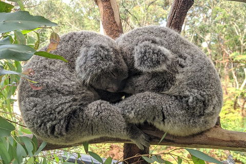Australian Wildlife & Waterfalls Private Tour With 'Personalised Sydney Tours' - Foster Accommodation 2