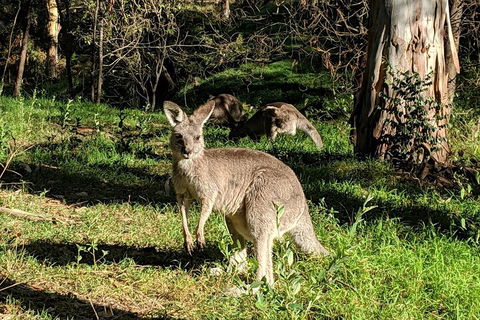 Australian Wildlife & Waterfalls Private Tour With 'Personalised Sydney Tours' - Foster Accommodation 3