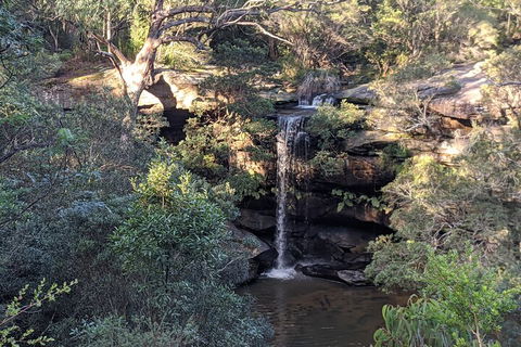 Australian Wildlife & Waterfalls Private Tour With 'Personalised Sydney Tours' - Foster Accommodation 5