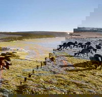 Kangaroo Island Personal Group Tours - Foster Accommodation