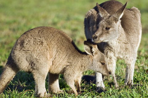LGBT+ Friendly Full Day Phillip Island Private Tour - Foster Accommodation 3