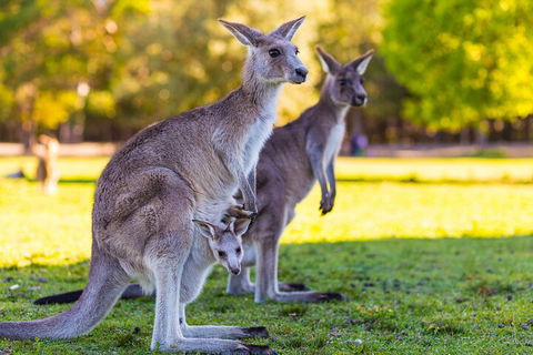 LGBT+ Friendly Full Day Phillip Island Private Tour - Foster Accommodation 4