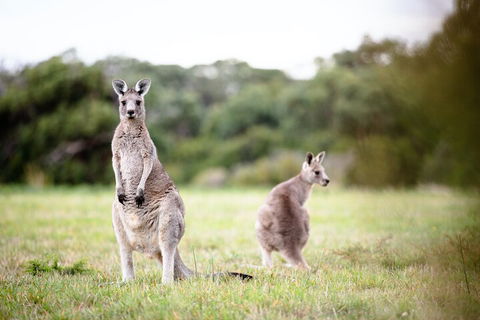 LGBT+ Friendly 3 Day Tour The Grampians, Daylesford & Ballarat - Foster Accommodation 2