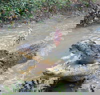 Top End Waterfalls and Wetlands - Foster Accommodation