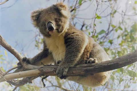 Kangaroo Island Scenic Trail Tour - Foster Accommodation 2