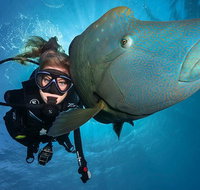 Great Barrier Reef Snorkeling and Diving Cruise from Cairns - Foster Accommodation