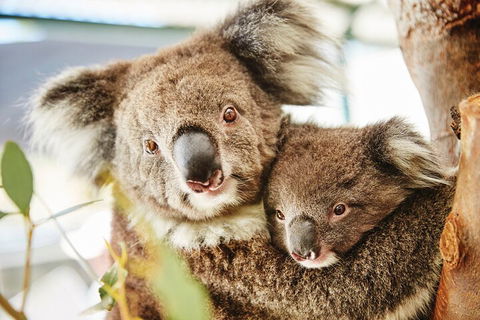 Full-Day Pinnacles Desert And Yanchep National Park Tour From Perth - Foster Accommodation 5