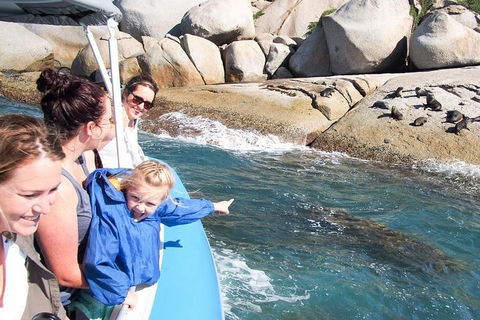 Seal Island Boat Tour From Victor Harbor - Foster Accommodation 4