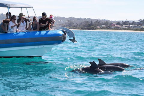 Seal Island Boat Tour From Victor Harbor - Foster Accommodation 5