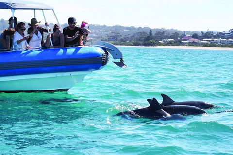 Southern Ocean Adventure From Victor Harbor - Foster Accommodation 2