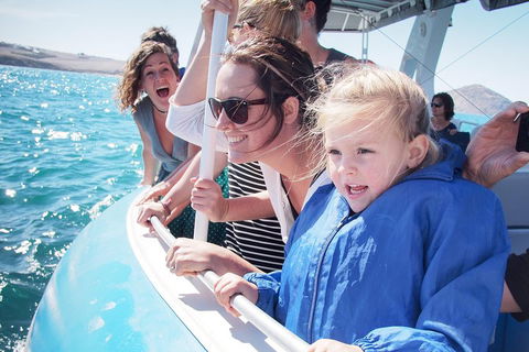 Southern Ocean Adventure From Victor Harbor - Foster Accommodation 4