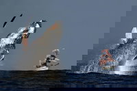 Sydney Harbour Tall Ship Whale  Sail - Whale Watching Cruise