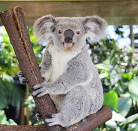Cairns ZOOM and Wildlife Dome - Foster Accommodation