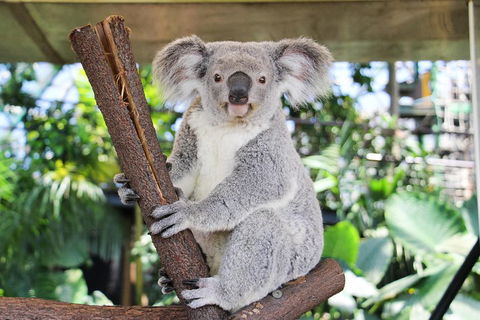 Cairns ZOOM And Wildlife Dome - Foster Accommodation 0