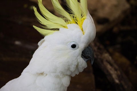 Cairns ZOOM And Wildlife Dome - Foster Accommodation 2