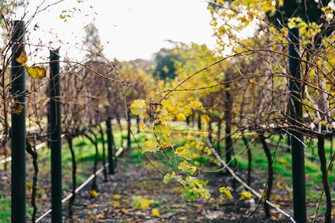 Australian Wine Discovery Tour Ticket - Foster Accommodation 4