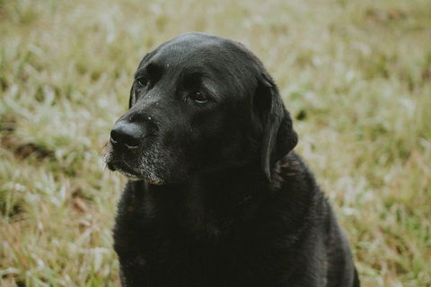 Daylesford Wine Tours: Wine, Cider, Gin, Vodka, Port, Food & Sights Tours! - Foster Accommodation 4