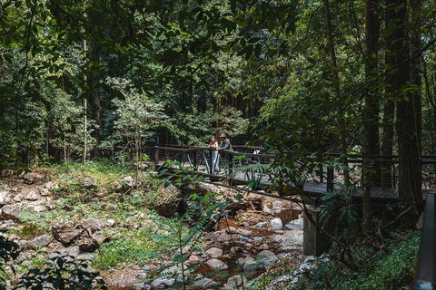Springbrook AndTamborine Rainforest Tour Incl Natural Bridge And Glow Worm Cave - Foster Accommodation 3