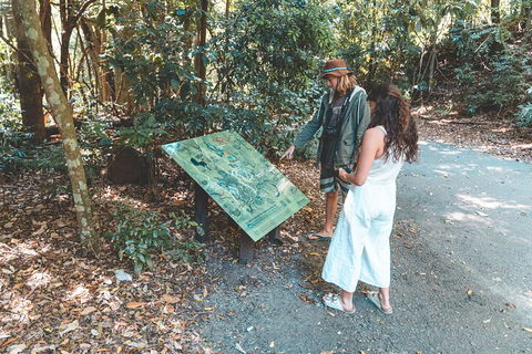 Springbrook AndTamborine Rainforest Tour Incl Natural Bridge And Glow Worm Cave - Foster Accommodation 5