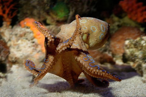 General Admission Entry At AQWA - Foster Accommodation 0