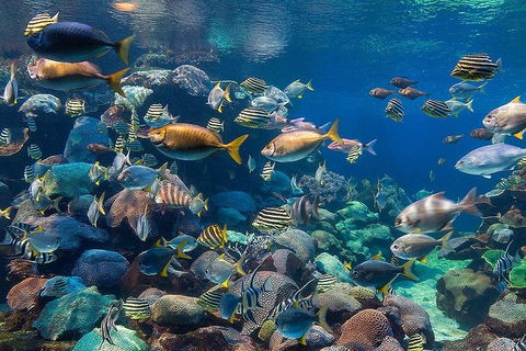 General Admission Entry At AQWA - Foster Accommodation 5