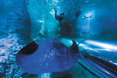 Snorkel With Sharks At AQWA - Foster Accommodation 0
