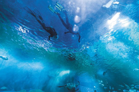 Snorkel With Sharks At AQWA - Foster Accommodation 1