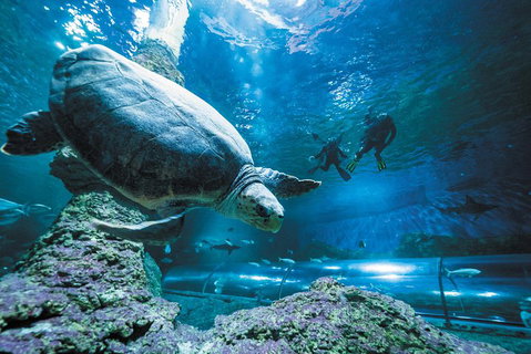 Snorkel With Sharks At AQWA - Foster Accommodation 4