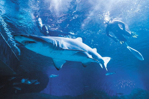 Snorkel With Sharks At AQWA - Foster Accommodation 5