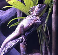 Cairns Aquarium Admission Ticket - Foster Accommodation